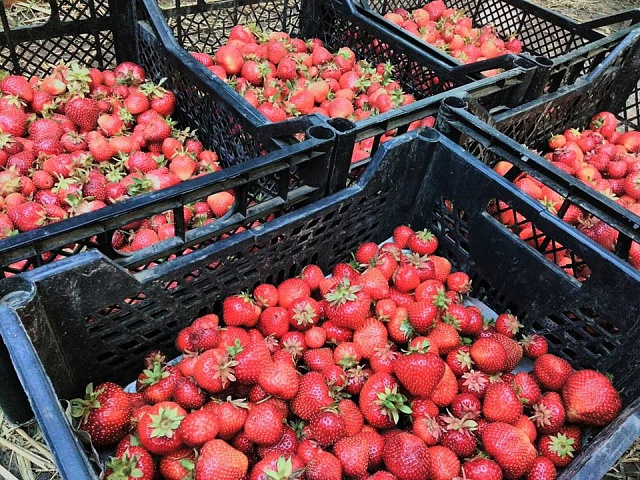 Продукція, готова до переробки