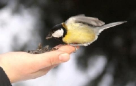 Трошки про довіру