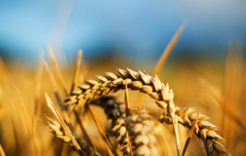 Поява сільського господарства майже зруйнувала людську цивілізацію