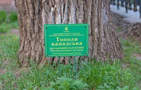 Тополя дельтолиста